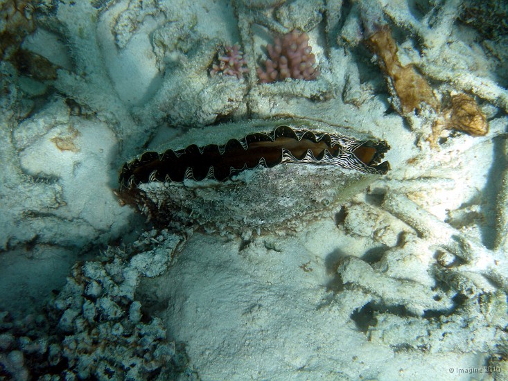 104- Bivalve Athrina vexillum ancre dans le sable - Recif Kuta.JPG